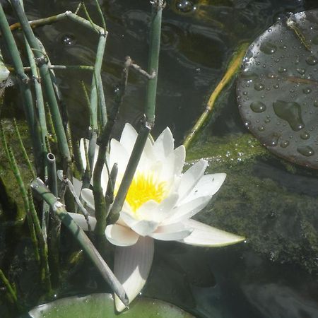 Le Jardin Des Secrets Bed and Breakfast La Voivre  Εξωτερικό φωτογραφία